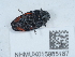 ( - NHMUK015985187)  @11 [ ] Unspecified (default): All Rights Reserved  Unspecified Unspecified