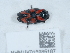  ( - NHMUK015985187)  @11 [ ] Unspecified (default): All Rights Reserved  Unspecified Unspecified