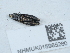  ( - NHMUK015985280)  @11 [ ] Unspecified (default): All Rights Reserved  Unspecified Unspecified