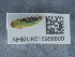  ( - NHMUK015988809)  @11 [ ] Unspecified (default): All Rights Reserved  Unspecified Unspecified