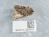  ( - NHMUK015989296)  @11 [ ] Unspecified (default): All Rights Reserved  Unspecified Unspecified