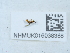  ( - NHMUK016038388)  @11 [ ] Unspecified (default): All Rights Reserved  Unspecified Unspecified
