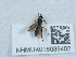  ( - NHMUK016038402)  @11 [ ] Unspecified (default): All Rights Reserved  Unspecified Unspecified