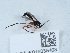  ( - NHMUK016038403)  @11 [ ] Unspecified (default): All Rights Reserved  Unspecified Unspecified