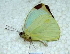  ( - SCABRIPaper1025)  @12 [ ] CreativeCommons - Attribution (2013) CBG Photography Group Centre for Biodiversity Genomics