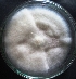  ( - F1MVJ3)  @11 [ ] Copyright (2015) PHCDBS Paul Hebert Center for DNA Barcoding and Biodiversity Studies