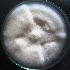  ( - F1MVJ3)  @11 [ ] Copyright (2015) PHCDBS Paul Hebert Center for DNA Barcoding and Biodiversity Studies
