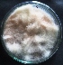  ( - F9MNK4)  @11 [ ] Copyright (2015) PHCDBS Paul Hebert Center for DNA Barcoding and Biodiversity Studies