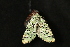  (Feralia deceptiva - Dun-08-155)  @12 [ ] Unspecified (default): All Rights Reserved  Unspecified Unspecified