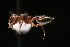  (Crematogaster sp - NCSU-DF0053)  @15 [ ] Unspecified (default): All Rights Reserved  Unspecified Unspecified