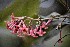  (Arachnothryx buddleioides - AVM93)  @11 [ ] CreativeCommons - Attribution Non-Commercial Share-Alike (2019) Rafael F. del Castillo Instituto Politécnico Nacional
