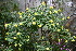 (Cestrum commune - AVM98)  @11 [ ] CreativeCommons - Attribution Non-Commercial Share-Alike (2019) Rafael F. del Castillo Instituto Politécnico Nacional