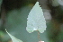  (Ipomoea elongata - AVM15)  @11 [ ] CreativeCommons - Attribution Non-Commercial Share-Alike (2019) Rafael F. del Castillo Instituto Politécnico Nacional