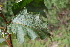  (Solanum asperolanatum - AVM16)  @11 [ ] CreativeCommons - Attribution Non-Commercial Share-Alike (2019) Rafael F. del Castillo Instituto Politécnico Nacional