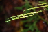  ( - AVM30)  @11 [ ] CreativeCommons - Attribution Non-Commercial Share-Alike (2019) Rafael F. del Castillo Instituto Politécnico Nacional