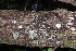  ( - AVM53)  @11 [ ] CreativeCommons - Attribution Non-Commercial Share-Alike (2019) Rafael F. del Castillo Instituto Politécnico Nacional