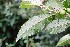  (Solanum nigricans - AVM62)  @11 [ ] CreativeCommons - Attribution Non-Commercial Share-Alike (2019) Rafael F. del Castillo Instituto Politécnico Nacional