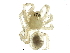  (Sciastes dubius - BIOUG14305-G01)  @15 [ ] CreativeCommons - Attribution (2015) CBG Photography Group Centre for Biodiversity Genomics