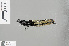  ( - RMNH.INS.505755)  @12 [ ] CreativeCommons - Attribution Non-Commercial Share-Alike (2013) Unspecified Naturalis Biodiversity Center