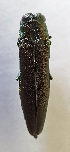  ( - NK2626)  @11 [ ] Copyright (2024) Natalia Kirichenko Sukachev institute of Forest SB RAS
