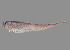  (Pyramodon - SPR22_776)  @11 [ ] CreativeCommons - Attribution Share-Alike (2026) Seshnee Reader South African Institute for Aquatic Biodiversity