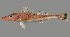  (Bembras adenensis - SPR22_105)  @11 [ ] by-nc-sa (2023) SAIAB SAIAB