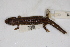  ( - MCZ Herp A-143185)  @11 [ ] Unspecified (default): All Rights Reserved  Unspecified Unspecified