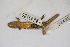  ( - MCZ Herp A-143185)  @11 [ ] Unspecified (default): All Rights Reserved  Unspecified Unspecified
