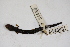  ( - MCZ Herp A-143061)  @11 [ ] Unspecified (default): All Rights Reserved  Unspecified Unspecified