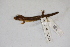  ( - MCZ Herp A-140549)  @11 [ ] Unspecified (default): All Rights Reserved  Unspecified Unspecified