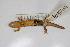 ( - MCZ Herp A-140549)  @11 [ ] Unspecified (default): All Rights Reserved  Unspecified Unspecified