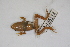  (Eleutherodactylus planirostris - MCZ Herp A-135114)  @11 [ ] Unspecified (default): All Rights Reserved  Unspecified Unspecified