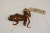  (Pseudacris nigrita - MCZ Herp A-17319)  @11 [ ] Unspecified (default): All Rights Reserved  Unspecified Unspecified