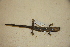  ( - USNM 554174)  @11 [ ] CreativeCommons - Attribution (2013) Unspecified Centre for Biodiversity Genomics