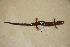  ( - USNM 555354)  @11 [ ] CreativeCommons - Attribution (2013) Unspecified Centre for Biodiversity Genomics