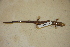  ( - USNM 555354)  @11 [ ] CreativeCommons - Attribution (2013) Unspecified Centre for Biodiversity Genomics