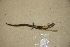  ( - USNM 553888)  @11 [ ] CreativeCommons - Attribution (2013) Unspecified Centre for Biodiversity Genomics