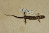  ( - USNM 554361)  @11 [ ] CreativeCommons - Attribution (2013) Unspecified Centre for Biodiversity Genomics