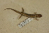  ( - USNM 554362)  @11 [ ] CreativeCommons - Attribution (2013) Unspecified Centre for Biodiversity Genomics