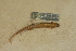 ( - USNM 157111)  @11 [ ] CreativeCommons - Attribution (2013) Unspecified Centre for Biodiversity Genomics