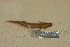  ( - USNM 157112)  @11 [ ] CreativeCommons - Attribution (2013) Unspecified Centre for Biodiversity Genomics