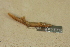  ( - USNM 157112)  @11 [ ] CreativeCommons - Attribution (2013) Unspecified Centre for Biodiversity Genomics