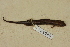  ( - USNM 269098)  @11 [ ] CreativeCommons - Attribution (2013) Unspecified Centre for Biodiversity Genomics