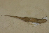  ( - USNM 269111)  @11 [ ] CreativeCommons - Attribution (2013) Unspecified Centre for Biodiversity Genomics
