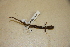  ( - USNM 328667)  @11 [ ] CreativeCommons - Attribution (2013) Unspecified Centre for Biodiversity Genomics