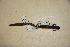  (Batrachoseps - USNM 296210)  @11 [ ] CreativeCommons - Attribution (2013) Unspecified Centre for Biodiversity Genomics