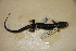  ( - USNM 556746)  @11 [ ] CreativeCommons - Attribution (2013) Unspecified Centre for Biodiversity Genomics