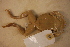  (Craugastor augusti - USNM 543178)  @11 [ ] CreativeCommons - Attribution (2013) Unspecified Centre for Biodiversity Genomics