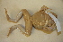  ( - USNM 543179)  @11 [ ] CreativeCommons - Attribution (2013) Unspecified Centre for Biodiversity Genomics