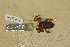  ( - USNM 224172)  @11 [ ] CreativeCommons - Attribution (2013) Unspecified Centre for Biodiversity Genomics